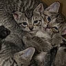 kitten, tabby, cat, feline, baby_animal, pet, fur, whiskers, cute, sleeping, cozy, cardboard_box, closeup, animal, small, domestic_animal, playful, curious, companion, resting