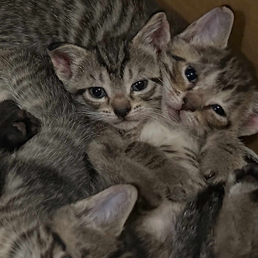 Cuties joined the competition — help win amazing prizes! kitten, tabby, cat, feline, baby_animal, pet, fur, whiskers, cute, sleeping, cozy, cardboard_box, closeup, animal, small, domestic_animal, playful, curious, companion, resting