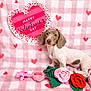 Harlow joined the competition — help win amazing prizes! dog, puppy, pet, bow, heart, valentines_day, plush_toy, pink_blanket, red_hearts, rose, toy_rope, checkered_backdrop, cute, portrait, sitting, indoor, decor, gaze, small_breed, soft_texture