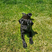Shadow joined the competition — help win amazing prizes! dog, pug, black_dog, grass, outdoor, sunlight, pet, animal, curled_tail, cute, small_dog, summer, nature, canine, playing, greenery, young_dog, sunny_day, relaxed, portrait