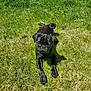 dog, pug, black_dog, grass, outdoor, sunlight, pet, animal, curled_tail, cute, small_dog, summer, nature, canine, playing, greenery, young_dog, sunny_day, relaxed, portrait