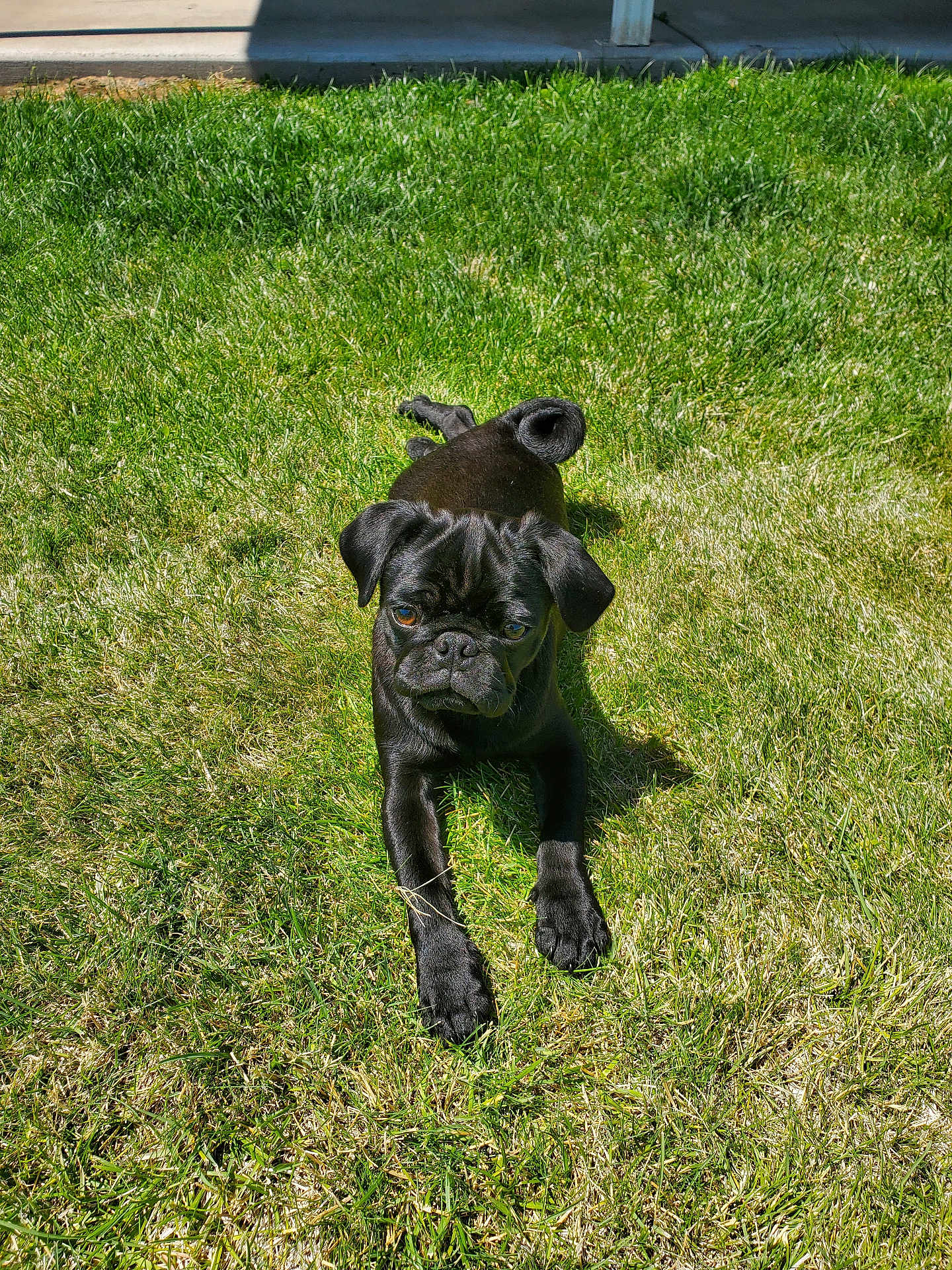 Shadow joined the competition — help win amazing prizes! dog, pug, black_dog, grass, outdoor, sunlight, pet, animal, curled_tail, cute, small_dog, summer, nature, canine, playing, greenery, young_dog, sunny_day, relaxed, portrait