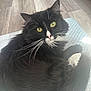 Umbreon is registered to the contest to win money with this photo: animal, black_and_white, cat, close_up, curious, cushion, cute, feline, fluffy, fur, home, indoor, looking, pet, portrait, relaxed, resting, soft, whiskers, yellow_eyes