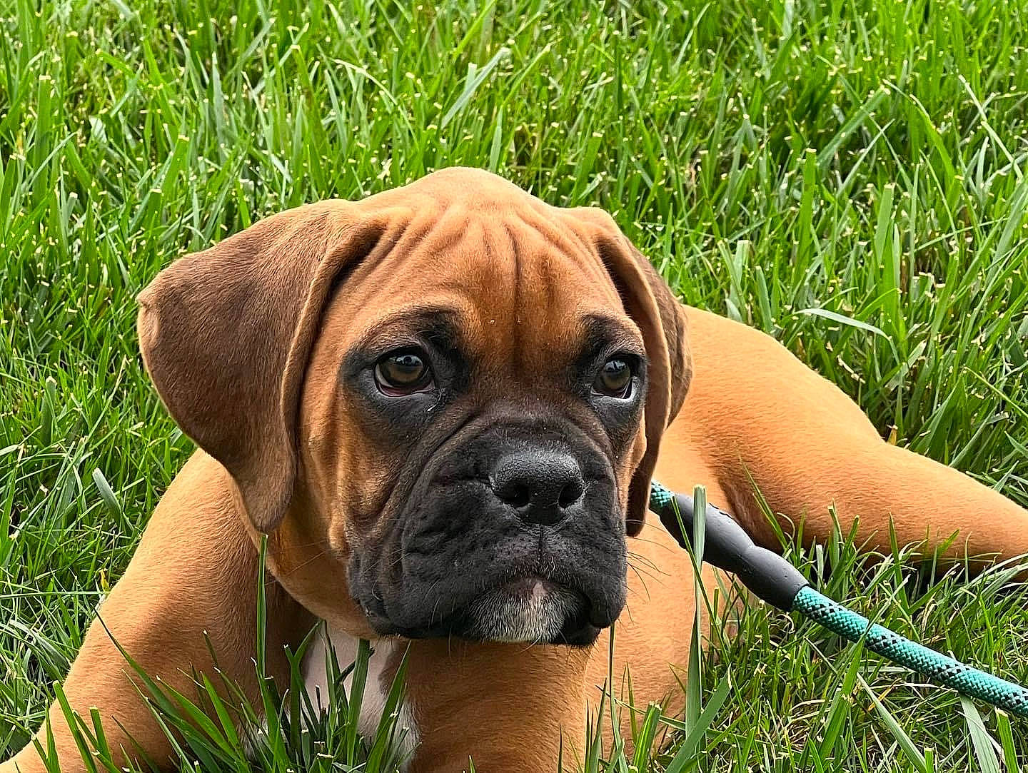 Louie is registered to the contest to win money with this photo: biting, boxer, canidae, carnivore, companion_dog, dog, dog_breed, fawn, grass, grassland, liver, molosser, plant, prairie, snout, sporting_group, terrestrial_animal, working_animal, working_dog, wrinkle