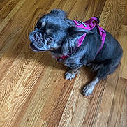 Venus is registered to the contest to win money with this photo: dog, pet, small_dog, pink_harness, wooden_floor, indoor, curious, looking_up, animal, fur, ears, canine, domestic_animal, flooring, brown, cute, companion, friendly, household, mammal