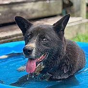 Cuddles is registered to the contest to win money with this photo: animal, black_dog, blue_pool, canine, closeup, collar, dog, dripping_water, happy, outdoor, panting, pet, playful, pool, relaxing, summer, tongue, tongue_out, water, wet_fur