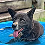 animal, black_dog, blue_pool, canine, closeup, collar, dog, dripping_water, happy, outdoor, panting, pet, playful, pool, relaxing, summer, tongue, tongue_out, water, wet_fur