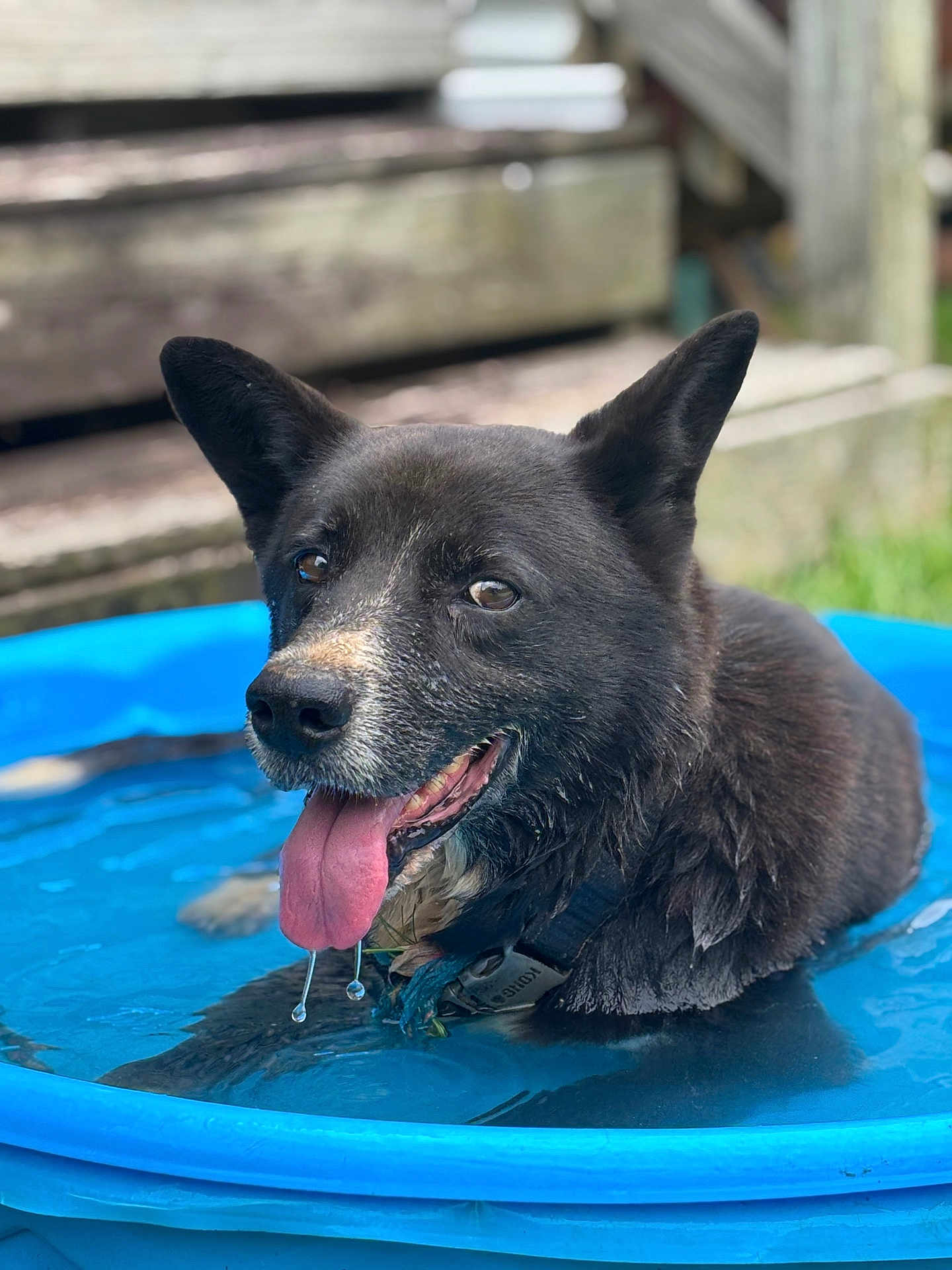 Cuddles is registered to the contest to win money with this photo: animal, black_dog, blue_pool, canine, closeup, collar, dog, dripping_water, happy, outdoor, panting, pet, playful, pool, relaxing, summer, tongue, tongue_out, water, wet_fur