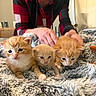 kitten, cat, animal, pet, furry, cute, orange_cat, cream_cat, blanket, fuzzy, indoor, person, hand, holding, young, small, fur, cozy, resting, domestic_animal