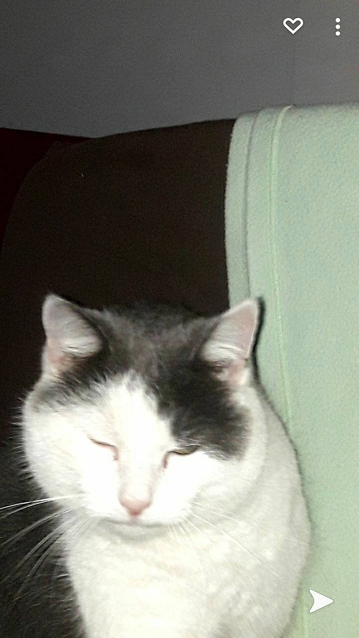 Alpha a rejoint le concours — aidez-le/la à gagner de superbes lots ! box, carnivore, cat, cat_supply, comfort, domestic_short_haired_cat, felidae, fur, monochrome_photography, paw, small_to_medium_sized_cats, snout, tail, whiskers, window