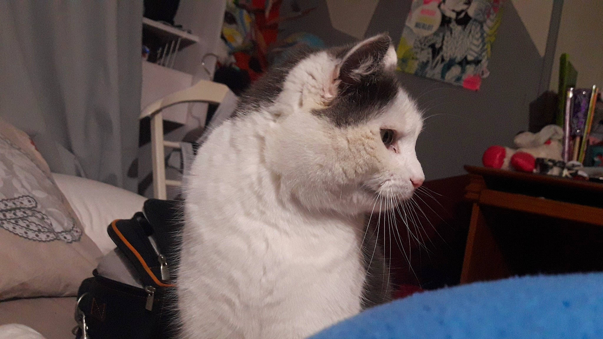 Alpha participe au concours pour gagner de l'argent avec cette photo : carnivore, cat, chair, comfort, domestic_short_haired_cat, eye, fang, felidae, fur, small_to_medium_sized_cats, whiskers