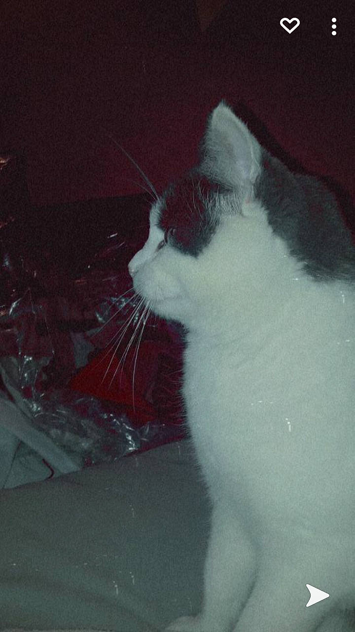 Alpha participe au concours pour gagner de l'argent avec cette photo : carnivore, cat, comfort, darkness, domestic_short_haired_cat, felidae, foot, fur, mammal, monochrome, monochrome_photography, paw, small_to_medium_sized_cats, snout, tail, vertebrate, whiskers, window, windshield