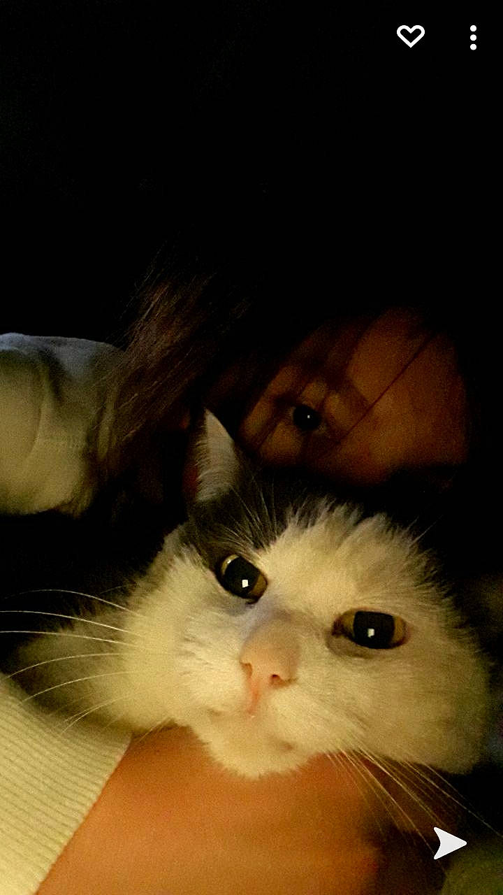 Alpha participe au concours pour gagner de l'argent avec cette photo : carnivore, cat, domestic_short_haired_cat, felidae, fur, iris, nose, small_to_medium_sized_cats, snout, terrestrial_animal, whiskers