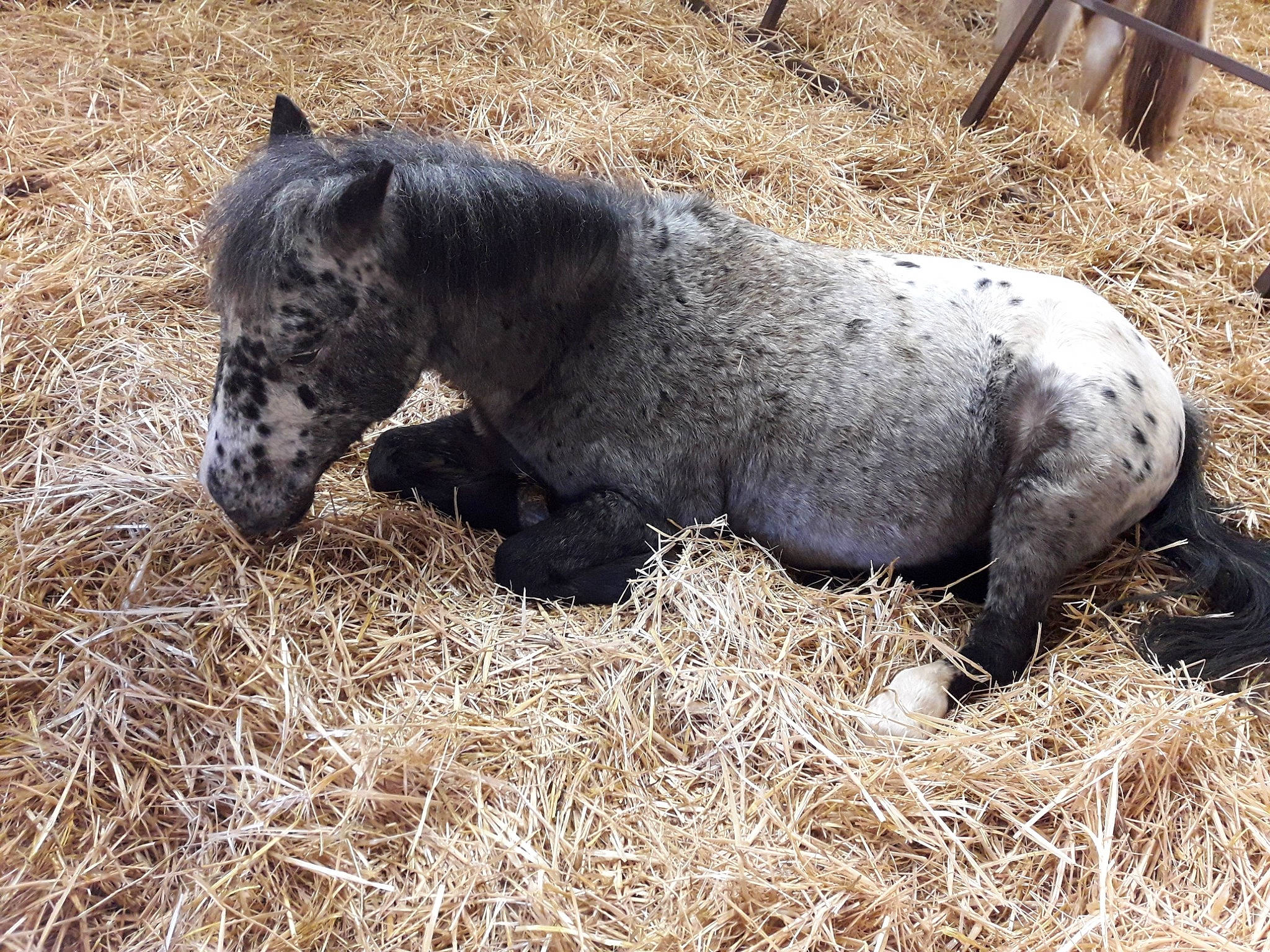 Quad participe au concours pour gagner de l'argent avec cette photo : colt, foal, grass, horse, livestock, mammal, mane, mare, pasture, plant, pony, shetland_pony, snout, stallion, terrestrial_animal, vertebrate