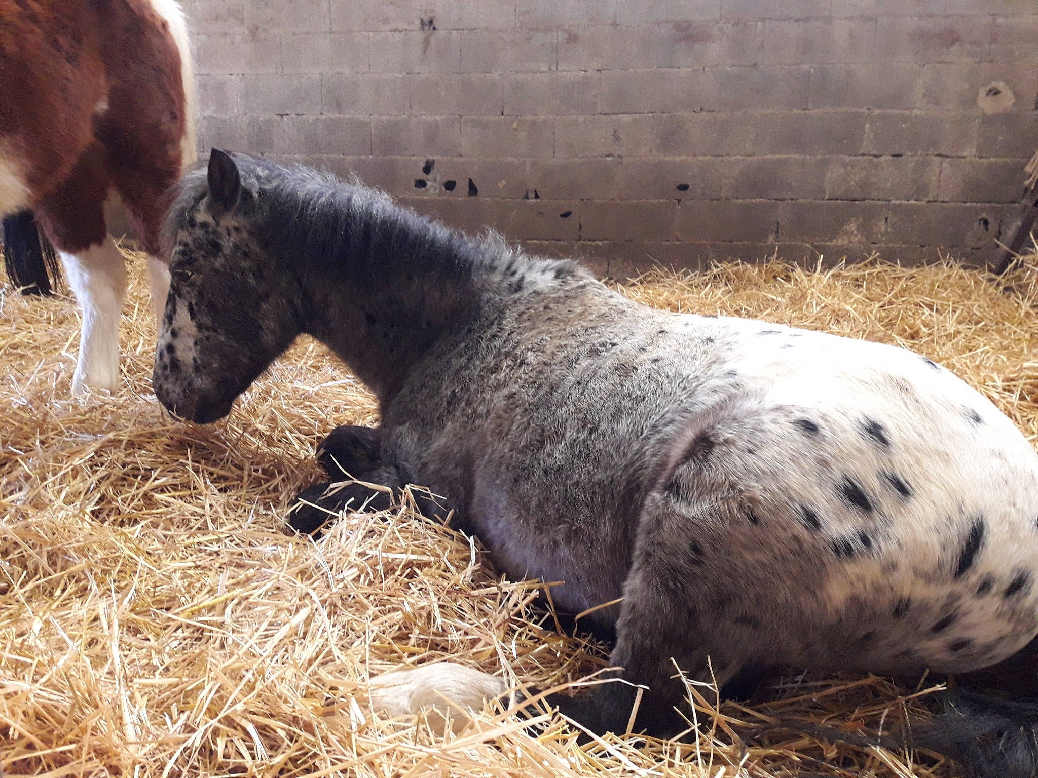 Quad a rejoint le concours — aidez-le/la à gagner de superbes lots ! colt, farm, foal, hay, horse, livestock, mammal, mane, mare, mustang_horse, pack_animal, plant, pony, snout, straw, terrestrial_animal, vertebrate
