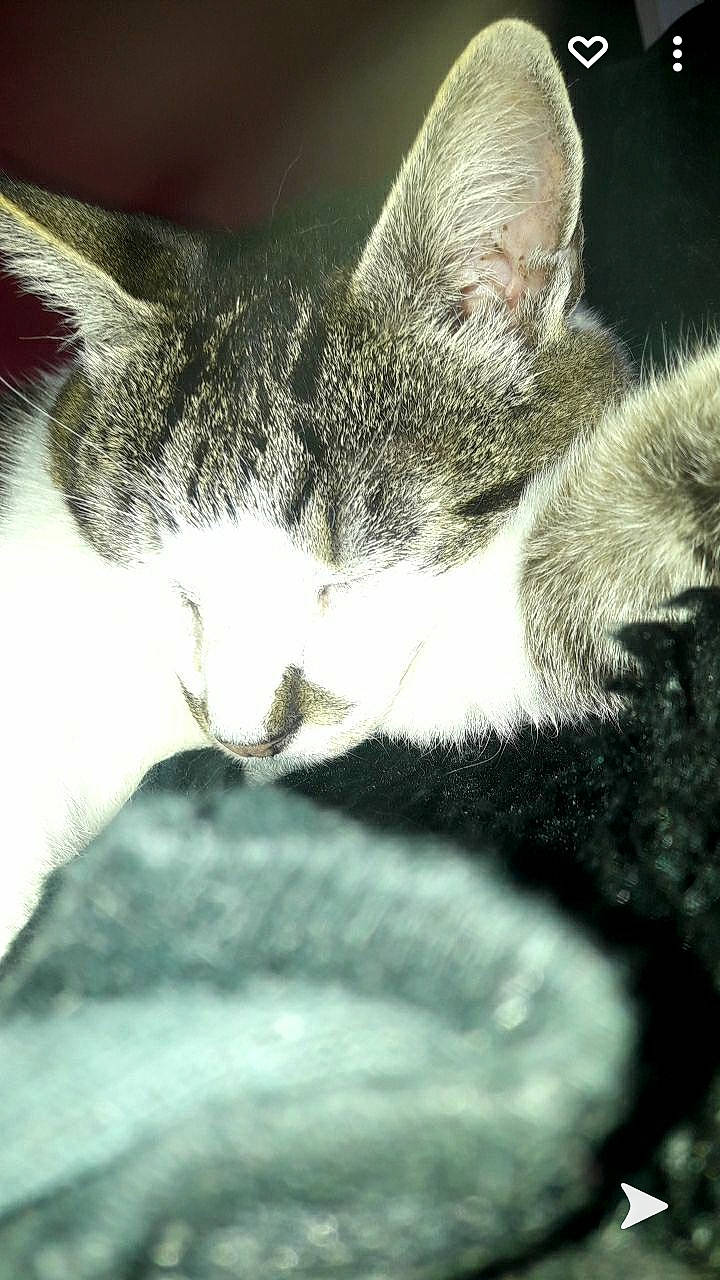 Tchoupie participe au concours pour gagner de l'argent avec cette photo : carnivore, cat, claw, close_up, comfort, domestic_short_haired_cat, eye, felidae, fur, grey, macro_photography, monochrome_photography, nap, paw, small_to_medium_sized_cats, snout, tail, vertebrate, whiskers, wildlife