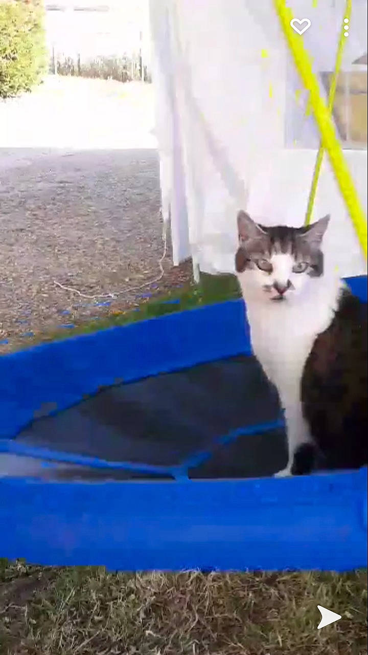 Tchoupie a rejoint le concours — aidez-le/la à gagner de superbes lots ! asphalt, carnivore, cat, concrete, domestic_short_haired_cat, door, electric_blue, felidae, fur, grass, plant, road_surface, shadow, sitting, small_to_medium_sized_cats, soil, tail, tree, whiskers