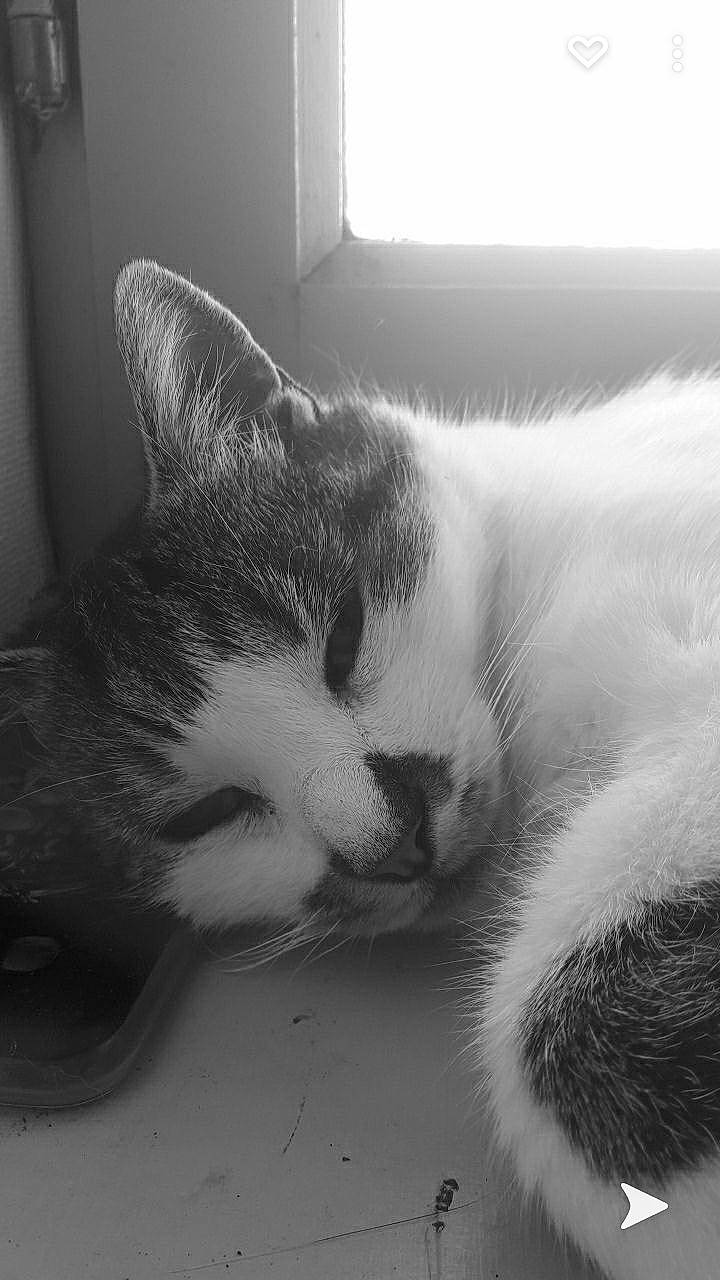 Tchoupie a rejoint le concours — aidez-le/la à gagner de superbes lots ! carnivore, cat, cloud, comfort, domestic_short_haired_cat, eye, felidae, fur, grey, head, meteorological_phenomenon, monochrome, monochrome_photography, nap, nose, paw, small_to_medium_sized_cats, snout, tail, whiskers