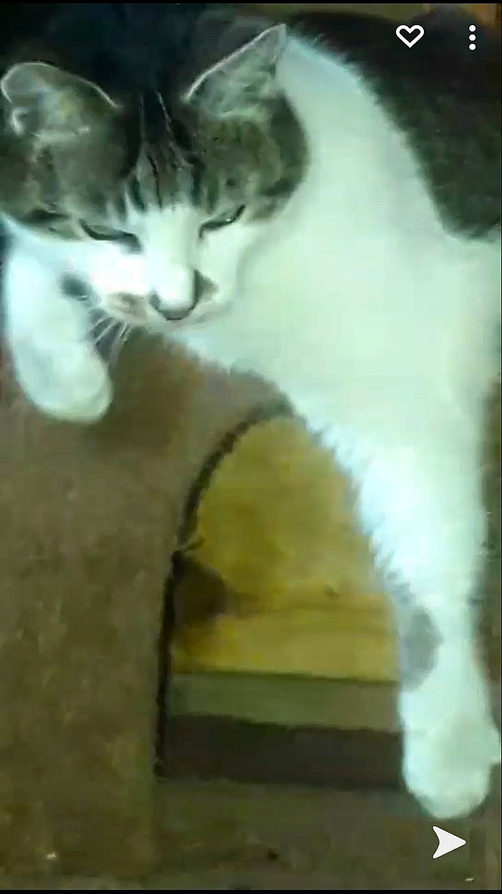 Tchoupie participe au concours pour gagner de l'argent avec cette photo : carnivore, cat, claw, darkness, domestic_short_haired_cat, eye, felidae, flooring, foot, fur, gesture, paw, photo_caption, small_to_medium_sized_cats, snout, tail, terrestrial_animal, whiskers