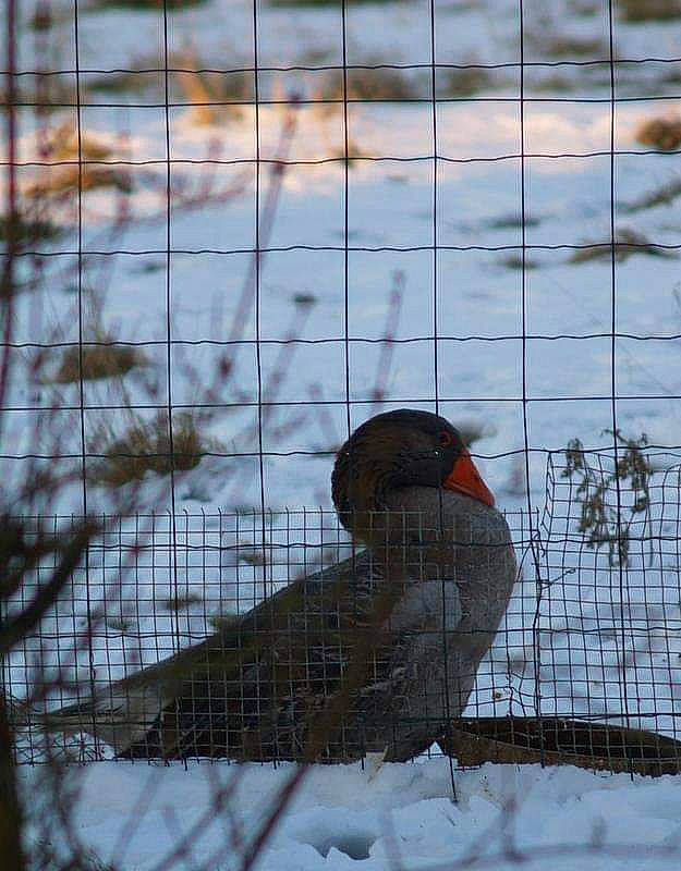 Lilo Et Stitch a rejoint le concours — aidez-le/la à gagner de superbes lots ! beak, bird, feather, water_bird, wildlife, zoo