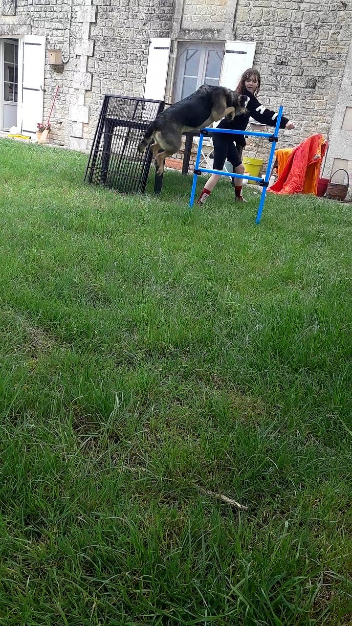 Locka participe au concours pour gagner de l'argent avec cette photo : backyard, canidae, garden, grass, grass_family, lawn, meadow, plant, play, sporting_group, yard