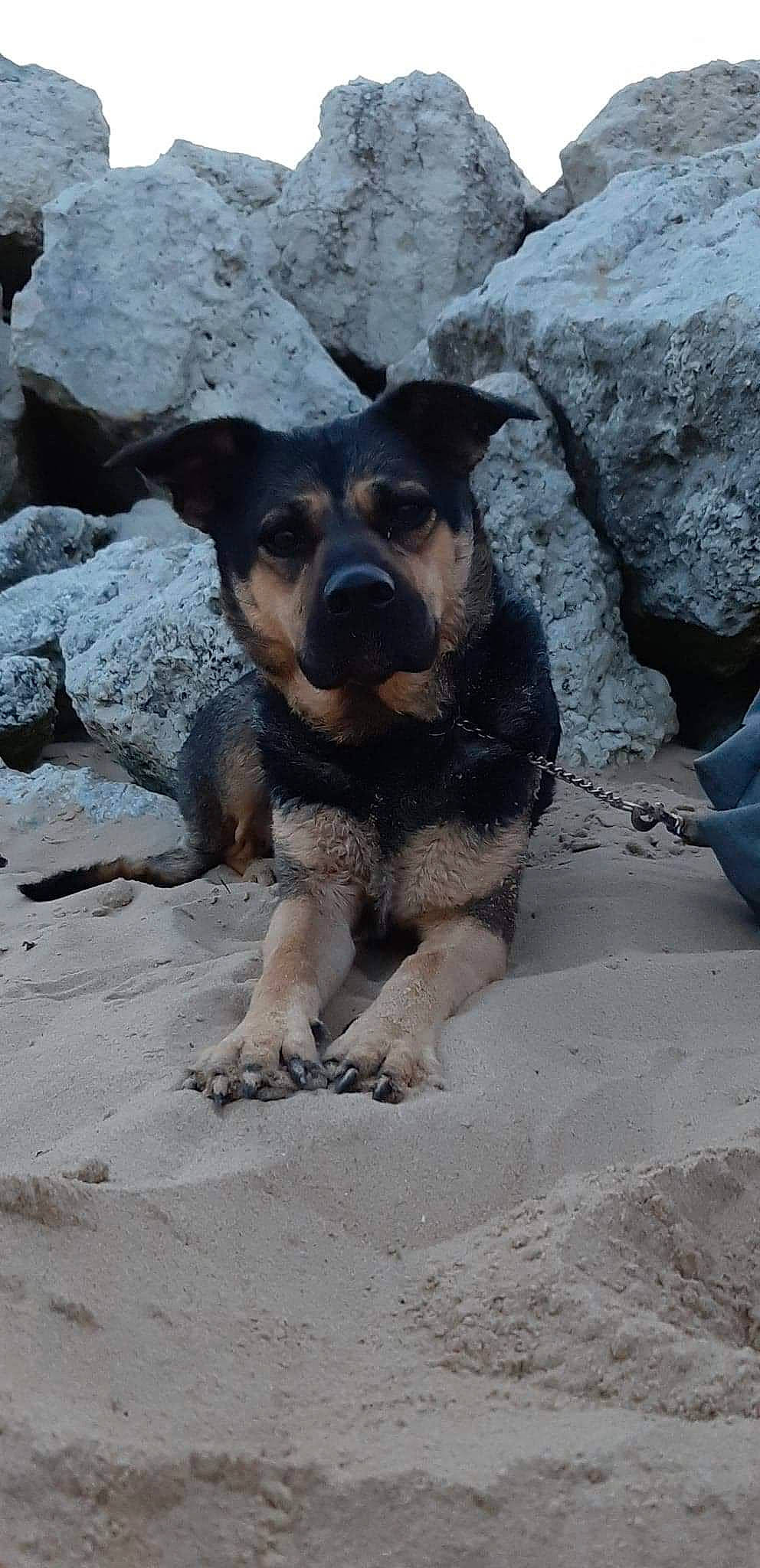 Locka participe au concours pour gagner de l'argent avec cette photo : bedrock, canidae, carnivore, dog, dog_breed, fawn, hunting_dog, landscape, paw, rock, sand, snout, soil, sporting_group, street_dog, terrestrial_animal, working_animal, working_dog