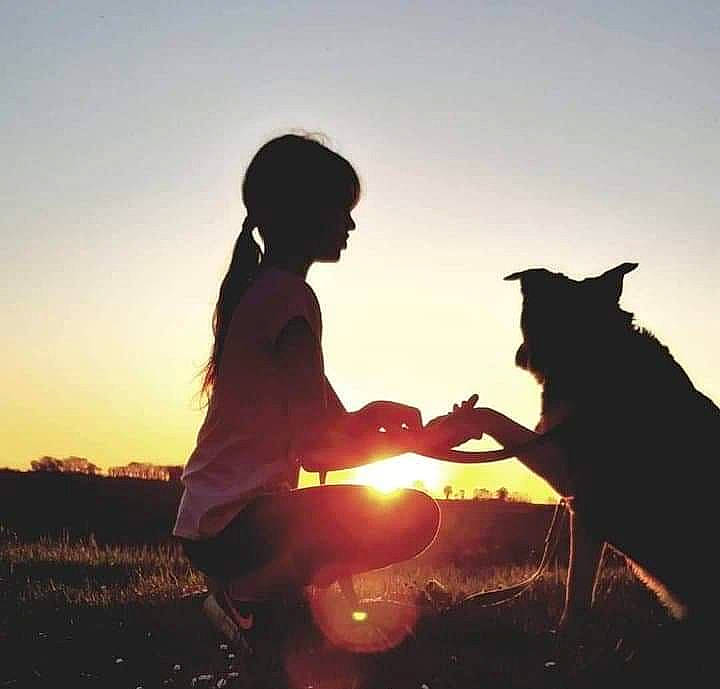 Locka participe au concours pour gagner de l'argent avec cette photo : backlighting, canidae, child, evening, friendship, happy, heat, love, photography, play, silhouette, sky, sunlight, sunset