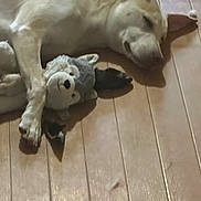 Togo is registered to the contest to win money with this photo: dog, sleeping, plush_toy, stuffed_animal, wooden_floor, indoor, pet, animal, light_brown, white, ears, paw, toy, cuddle, relaxed, floor, canine, home, quiet, resting
