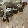 dog, sleeping, plush_toy, stuffed_animal, wooden_floor, indoor, pet, animal, light_brown, white, ears, paw, toy, cuddle, relaxed, floor, canine, home, quiet, resting