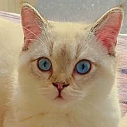 Apollon a rejoint le concours — aidez-le/la à gagner de superbes lots ! cat, blue_eyes, close_up, fluffy, cream_color, pet, animal, face, whiskers, ears, nose, indoor, feline, cute, looking, portrait, soft_focus, domestic_cat, alert, young_cat