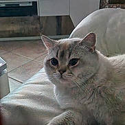 Apollon a rejoint le concours — aidez-le/la à gagner de superbes lots ! animal, cat, cat_house, couch, cozy, curious, domestic_animal, feline, foot, home, indoor, living_room, paw, person, pet, relaxed, resting, television, tile_floor, white_couch