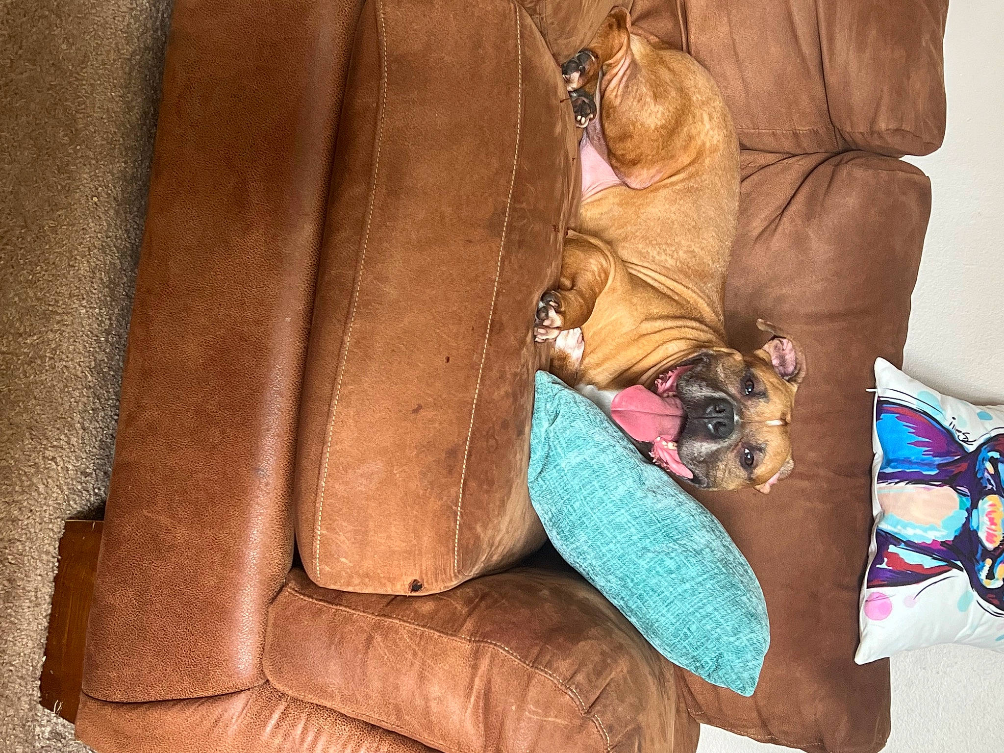 Keiko is registered to the contest to win money with this photo: bag, baggage, brown, carnivore, comfort, companion_dog, dog, dog_breed, fawn, felidae, fur, leather, linens, liver, luggage_and_bags, small_to_medium_sized_cats, sporting_group, textile, whiskers, wood