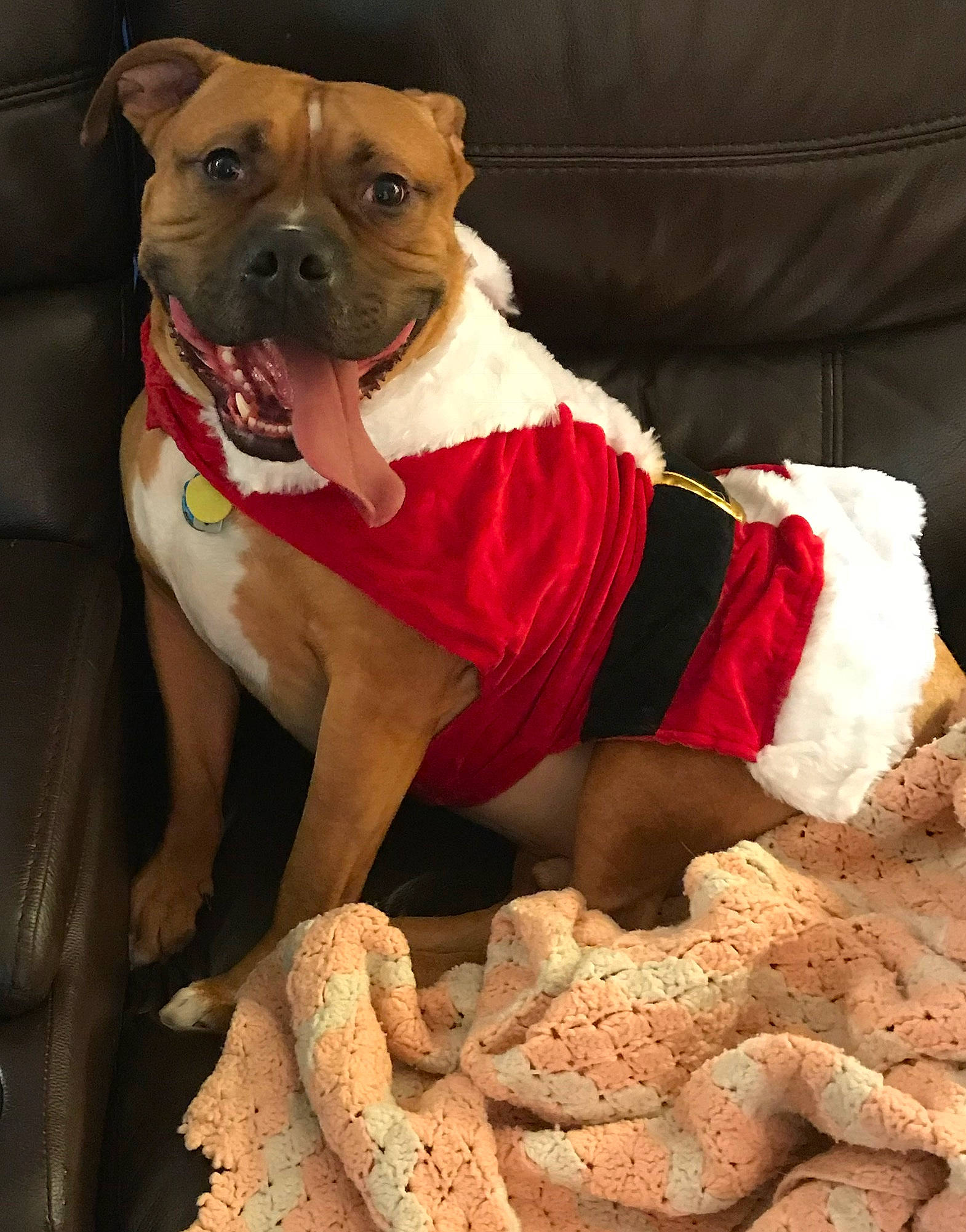 Keiko joined the competition — help win amazing prizes! ancient_dog_breeds, bulldog, canidae, carnivore, collar, companion_dog, dog, dog_breed, dog_clothes, dog_collar, dog_supply, fawn, molosser, pet_supply, snout, sporting_group, toy_dog, working_animal, working_dog, wrinkle