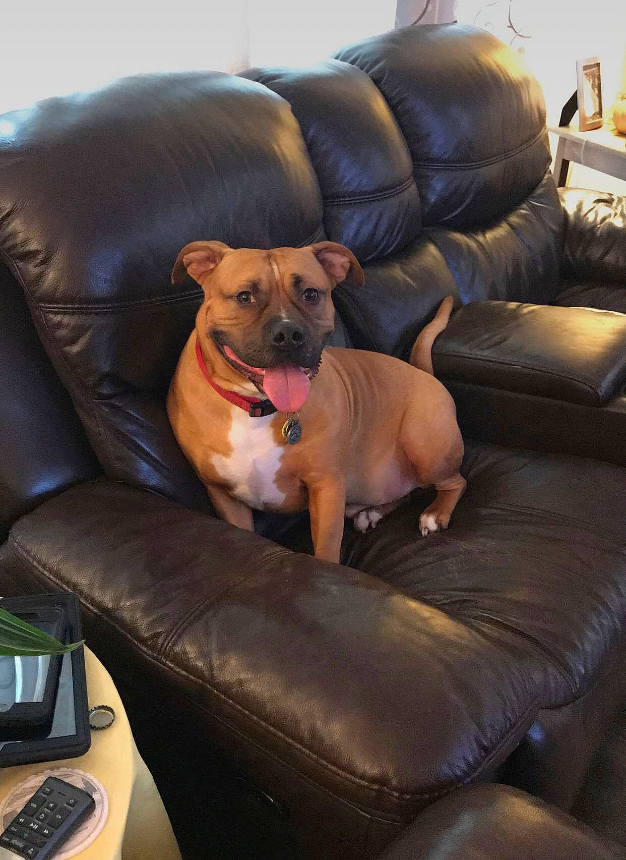 Keiko is registered to the contest to win money with this photo: canidae, carnivore, club_chair, collar, comfort, companion_dog, couch, dog, dog_breed, dog_collar, fawn, furniture, hardwood, input_device, liver, living_room, peripheral, snout, sporting_group, working_animal