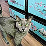 Blue is registered to the contest to win money with this photo: cat, gray_cat, animal, pet, wooden_floor, dresser, blue_dresser, floral_painting, bird_painting, yellow_eyes, curious, indoor, home, furniture, floor, paw, toenail, painted_toenail, closeup, domestic_cat
