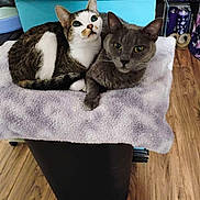 Blue joined the competition — help win amazing prizes! cat, cats, feline, pet, animal, cozy, blanket, fur, whiskers, ears, indoor, flooring, wood_floor, container, box, sitting, relaxed, domestic, two_animals, friendship