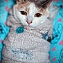 Maggie is registered to the contest to win money with this photo: animal, blanket, blue, cat, closeup, cozy, cute, eyes, feline, fur, indoor, pattern, pet, pink, portrait, resting, snug, soft, warm, wrapped