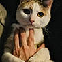 animal, cat, close_up, cozy, cute, dark_background, domestic_animal, eyes, feline, fur, gentle, hand, holding, indoor, looking_at_camera, paws, pet, portrait, soft_lighting, whiskers