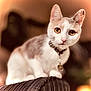 Maggie is registered to the contest to win money with this photo: animal, blurred_background, cat, closeup, collar, curious, cute, domestic_cat, ears, feline, golden_eyes, indoor, pet, portrait, sitting, soft_fur, texture, warm_lighting, whiskers, young_cat