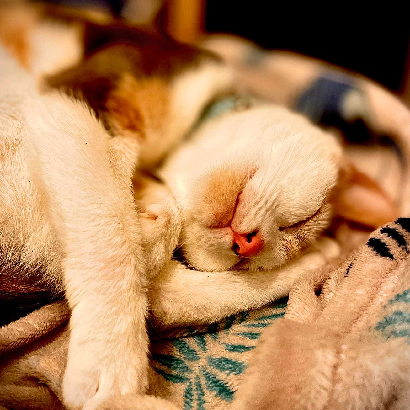 Maggie joined the competition — help win amazing prizes! animal, blanket, cat, closeup, cozy, cute, domestic, feline, fur, indoor, paw, peaceful, pet, pink_nose, relaxation, resting, sleeping, soft, warm, whiskers