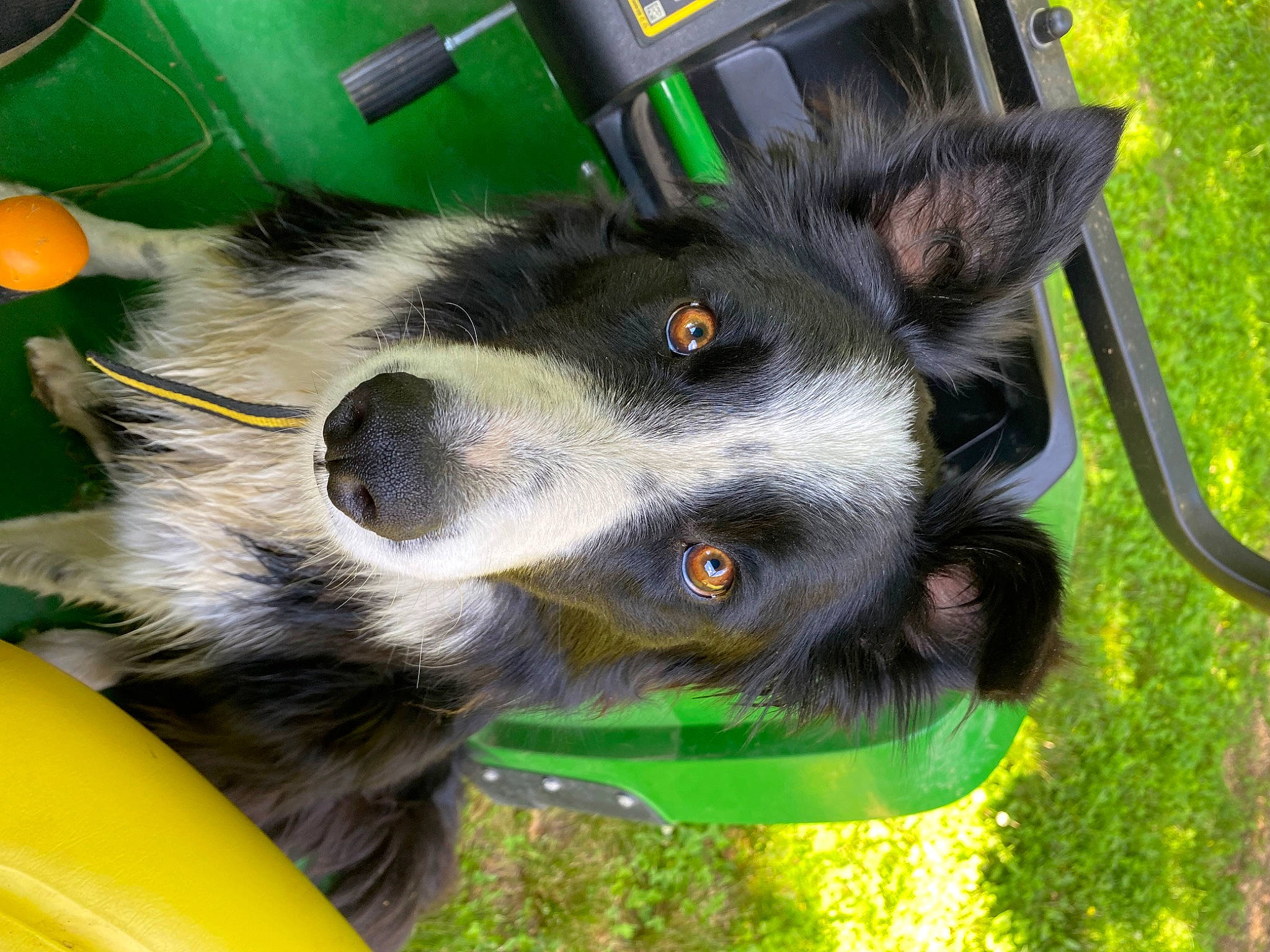 Gus is registered to the contest to win money with this photo: auto_part, automotive_wheel_system, canidae, carnivore, collar, companion_dog, dog, dog_breed, fur, grass, green, herding_dog, plant, snout, sporting_group, tail, whiskers, windshield, working_animal, working_dog