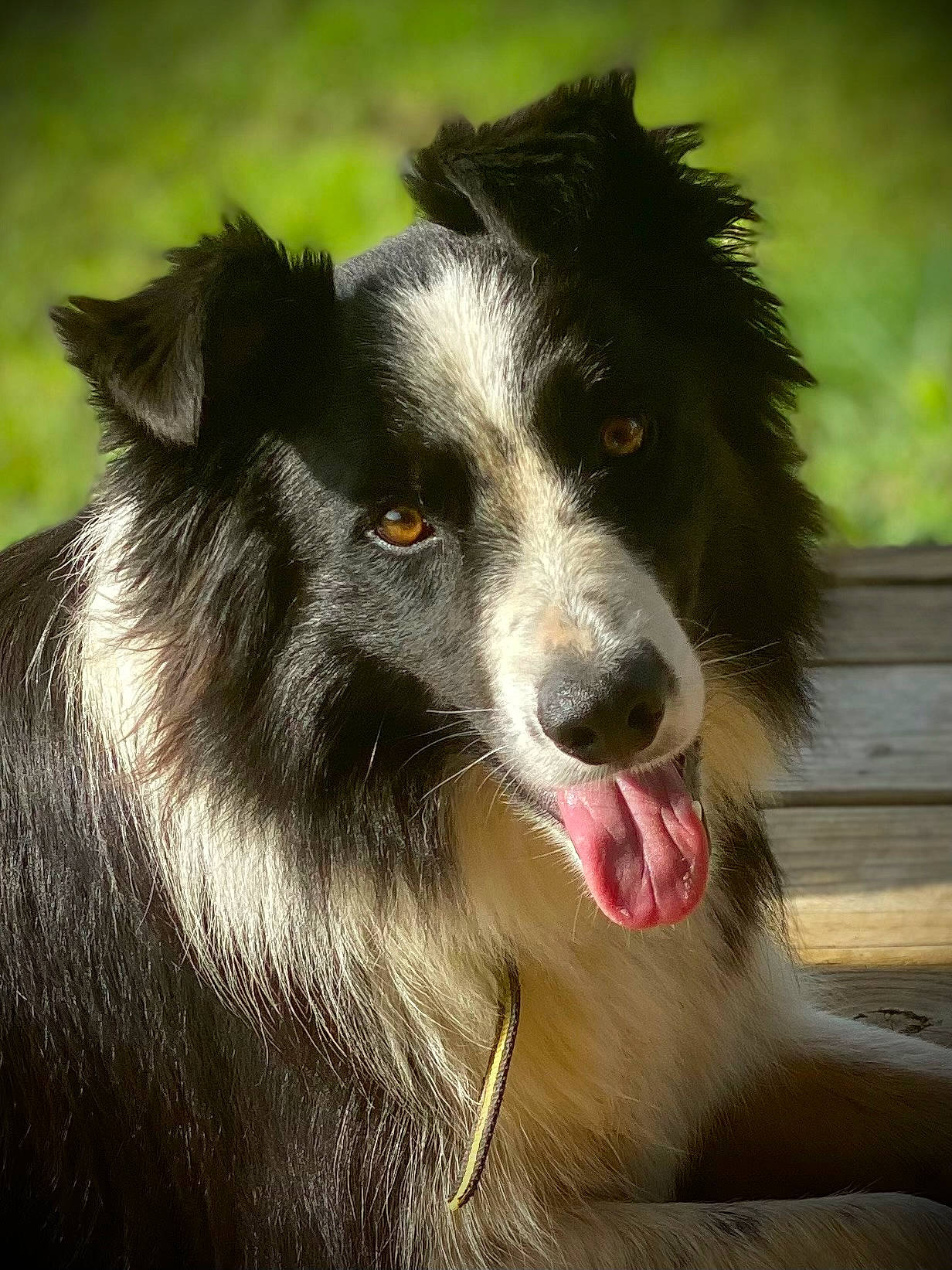 Gus is registered to the contest to win money with this photo: border_collie, carnivore, companion_dog, dog, dog_breed, fur, grass, herding_dog, snout, sporting_group, terrestrial_animal, whiskers, working_animal, working_dog