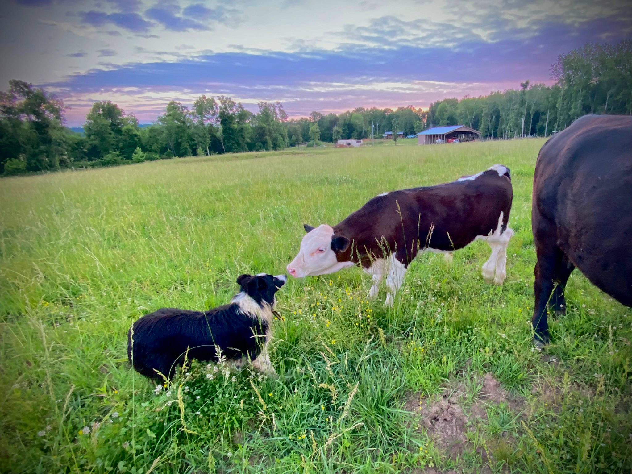 Gus joined the competition — help win amazing prizes! agriculture, cloud, dairy_cow, field, grass, grassland, grazing, human_leg, landscape, livestock, meadow, morning, natural_landscape, plant, prairie, rural_area, sky, terrestrial_animal, tree, working_animal