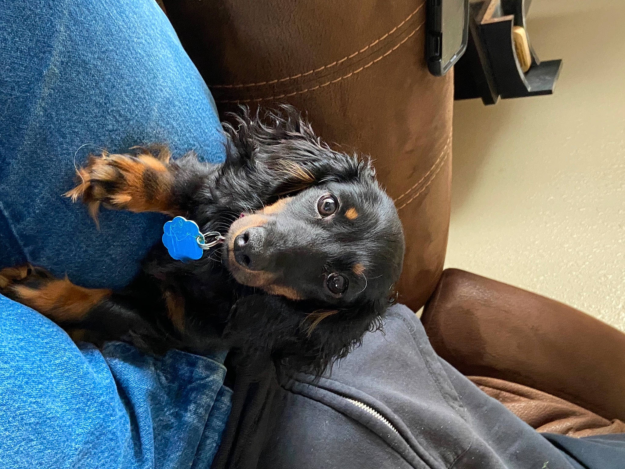 Dora joined the competition — help win amazing prizes! carnivore, comfort, companion_dog, denim, dog_breed, domestic_short_haired_cat, ear, electric_blue, felidae, finger, fur, gesture, human_leg, lap, paw, small_to_medium_sized_cats, snout, thigh, whiskers, wrist