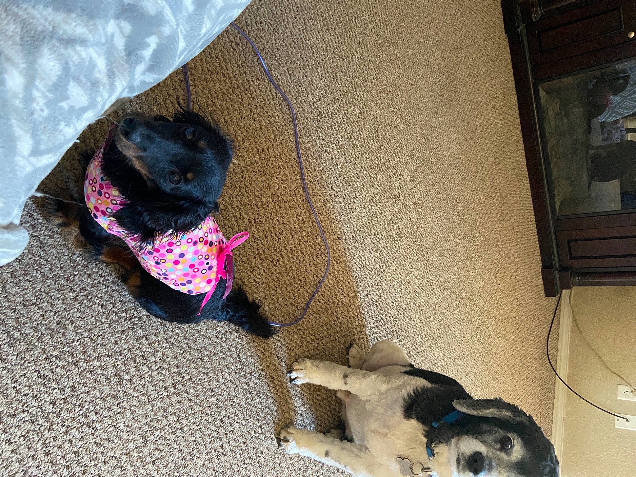 Dora is registered to the contest to win money with this photo: bag, carnivore, comfort, companion_dog, dog, dog_breed, fashion_accessory, fawn, felidae, flooring, fur, grey, mammal, small_to_medium_sized_cats, snout, sporting_group, tail, vehicle, vehicle_door, vertebrate