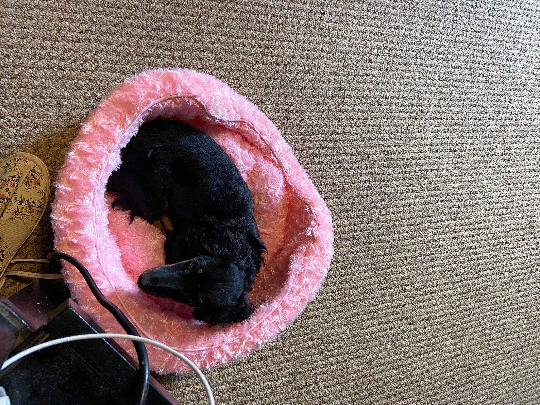 Dora joined the competition — help win amazing prizes! black_cat, carmine, carnivore, claw, collar, dog_breed, domestic_short_haired_cat, fashion_accessory, felidae, fish, fur, leash, magenta, pet_supply, rat, small_to_medium_sized_cats, snout, tail, whiskers, wood