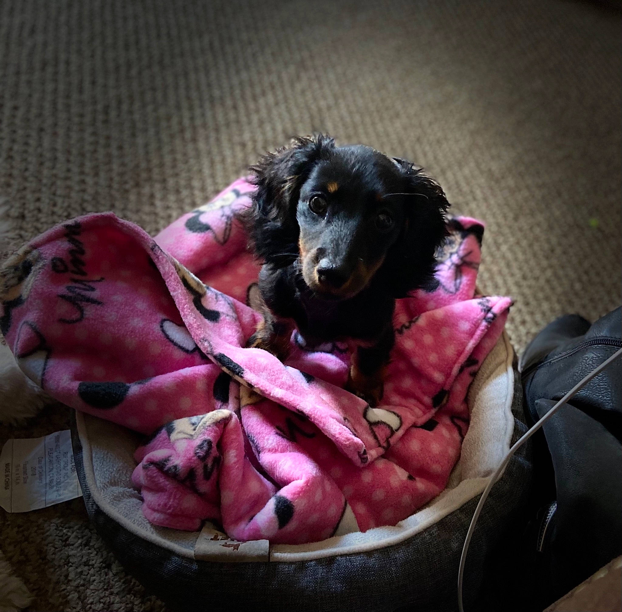 Dora joined the competition — help win amazing prizes! bag, canidae, carmine, carnivore, comfort, companion_dog, dog, dog_breed, dog_supply, fur, guard_dog, leash, linens, liver, magenta, nap, purple, sporting_group, toy_dog, working_animal