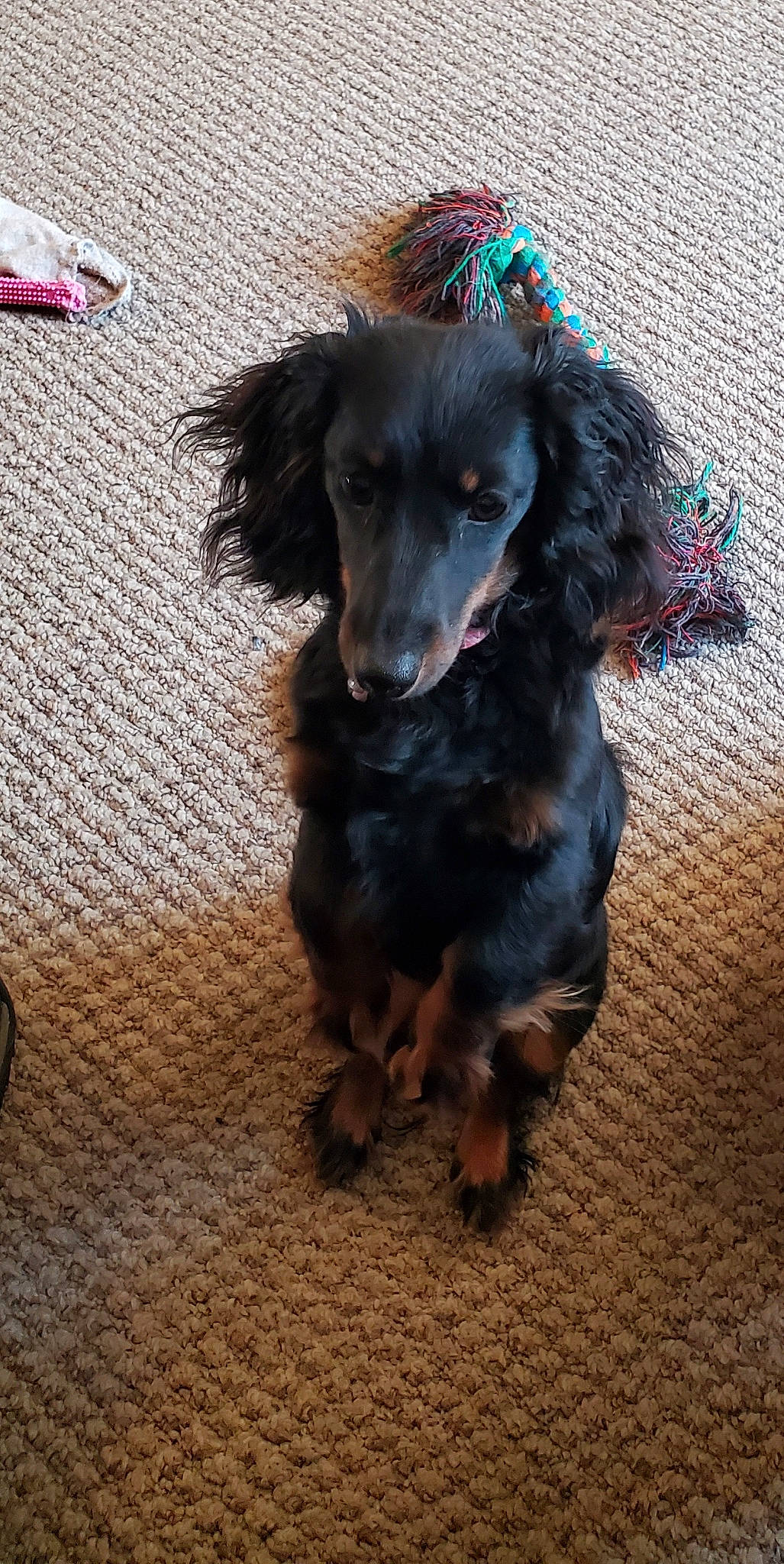 Dora is registered to the contest to win money with this photo: borador, canidae, carnivore, companion_dog, dog, dog_breed, electric_blue, flooring, fur, gun_dog, hunting_dog, liver, snout, spaniel, sporting_group, whiskers, working_dog