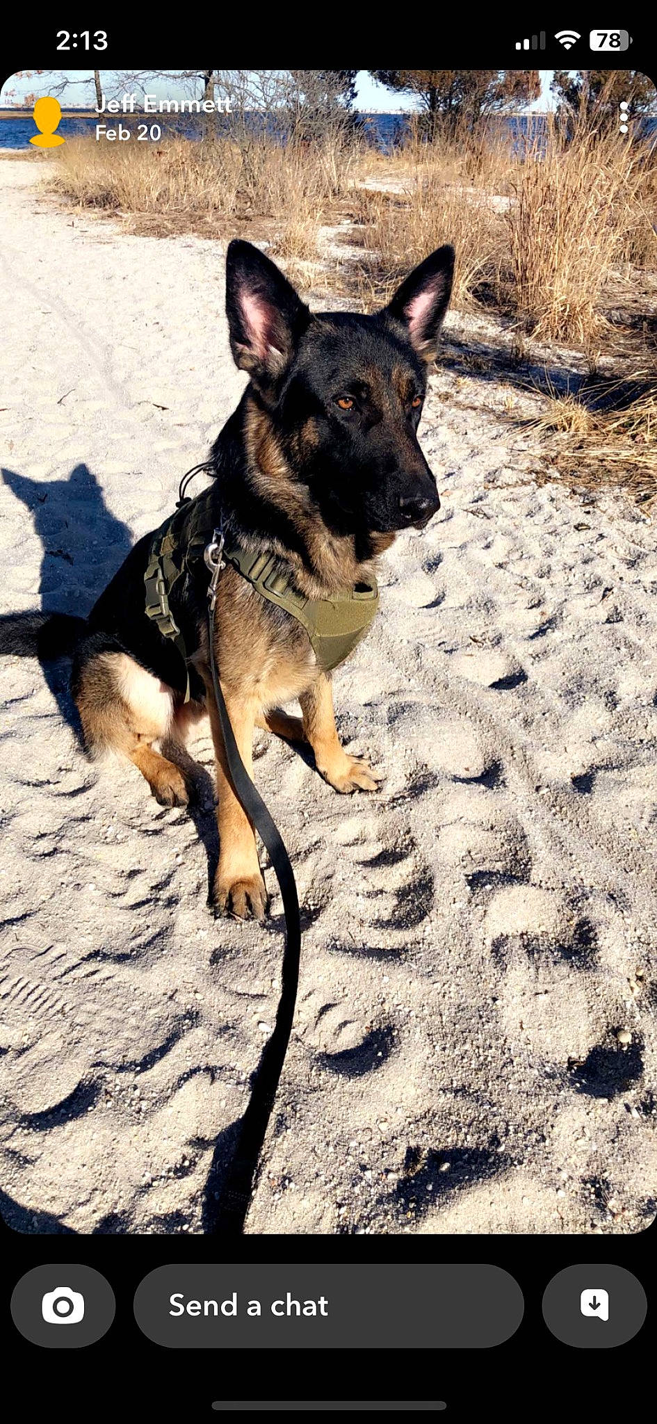Scar joined the competition — help win amazing prizes! canidae, carnivore, companion_dog, dog, dog_breed, dog_collar, dog_supply, hunting_dog, paw, shadow, snout, soil, terrestrial_animal, working_animal, working_dog
