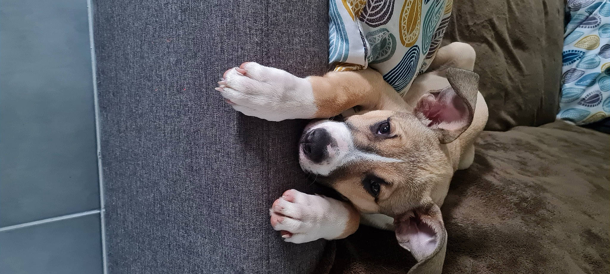 Taygo participe au concours pour gagner de l'argent avec cette photo : canidae, carnivore, comfort, companion_dog, couch, dog, dog_breed, ear, fawn, fur, non_sporting_group, puppy_love, snout, sporting_group, terrestrial_animal, terrier, toy_dog, whiskers, working_animal